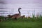 Adult parent goose with a gaggle of goslings at sunset on the grassy shoreline of the Chippewa Flowage in the Northwoods forest