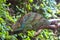 An adult Parson \\\'s chameleon climbs through tree branches.