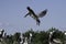 Adult pelican landing on ground with open blue sky in background