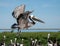 Adult pelican landing on ground with wetlands and blue sky in background