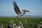 Adult pelican landing on ground with wetlands and open blue sky in background