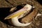 Adult pelican - Pelecanidae - sleeping at shore of a small lake in ZOO