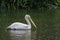 Adult pelican in the rain