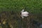 Adult pelican swimming in a pond