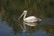 Adult pelican swimming in a pond