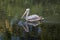 Adult pelican swimming in a pond