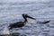 Adult pelican taking off to fly from water in Chesapeake Bay