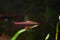 Adult pencilfish in nature biotope aquarium, Brazilian ornamental blackwater fish from Rio Negro, blurred background