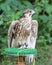 Adult Peregrine falcon a bird of prey