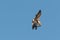 An adult Peregrine Falcon, Falco peregrinus, in flight isolated