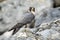 Adult peregrine falcon sitting on mountains in fall.