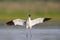 An adult pied avocet landing with spread wings.