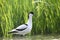 Adult pied avocet standing in the water