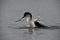 An adult pied avocet is taking a nice bath in the water