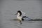 An adult pied avocet is taking a nice bath in the water