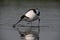 An adult pied avocet is waking in the water searching for food