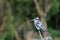 Adult pied kingfisher perch on a dead branch at Lake Naivasha, Kenya