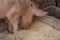 An adult pig eat food from the floor .Domestic animal.Outdoor