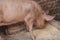 An adult pig eat food from the floor .Domestic animal.Outdoor