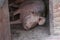 An adult pig is lying on the floor and sleeping.Domestic animal.Outdoor