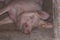 An adult pig is lying on the floor and sleeping.Domestic animal.Outdoor