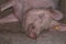 An adult pig is lying on the floor and sleeping.Domestic animal.Outdoor