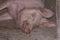 An adult pig is lying on the floor and sleeping.Domestic animal.Outdoor