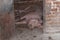 An adult pig is lying on the floor and sleeping.Domestic animal.Outdoor