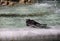 An adult pigeon bathes in a fountain on a sunny day