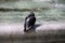 An adult pigeon bathes in a fountain on a sunny day