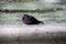 An adult pigeon bathes in a fountain on a sunny day