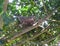 Adult pigeon on nest