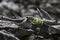 Adult pika (Ochotona princeps) carries food to its haystack