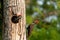 Adult pileated woodpecker Hylatomus pileatus feeds its chick