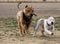 Adult pitbull playing with a puppy