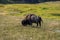 Adult plains bison grazing on the grass in wide grassland on a sunny day