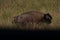 Adult plains bison grazing on the long green grass in the field on a sunny day