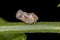 Adult Planthopper Insect