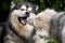 Adult playing with a small Alaskan Malamute