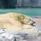 Adult polar bear relaxing under the sun in Singapore Zoo