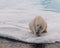 Adult Polar Bear scratching its head, on sea-ice, Svalbard