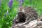 Adult Porcupine Erethizon dorsatum Stretches Out Paw on Log Summer