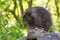 Adult porcupine sitting on log