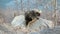 Adult porcupine walking on rock in Majestic Valley Alaska USA