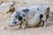 Adult potbellied pig with hanging belly