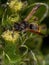 Adult Potter Wasp