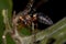 Adult Potter Wasp