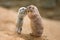 Adult prairie dog (genus cynomys) and a baby sharing their foo