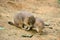 Adult prairie dogs play fighting