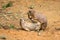 Adult prairie dogs play fighting